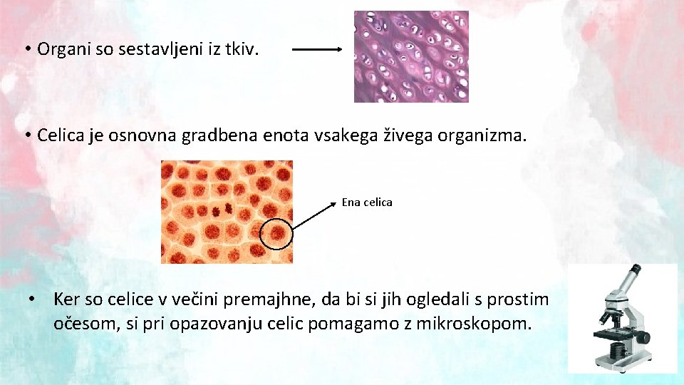  • Organi so sestavljeni iz tkiv. • Celica je osnovna gradbena enota vsakega