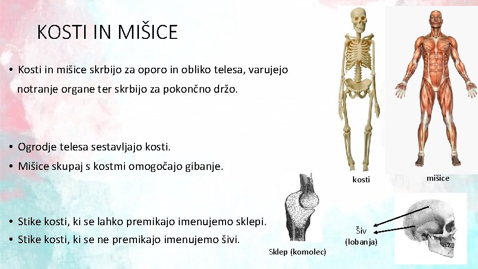 KOSTI IN MIŠICE • Kosti in mišice skrbijo za oporo in obliko telesa, varujejo