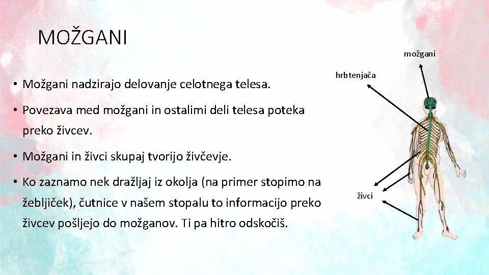 MOŽGANI • Možgani nadzirajo delovanje celotnega telesa. možgani hrbtenjača • Povezava med možgani in