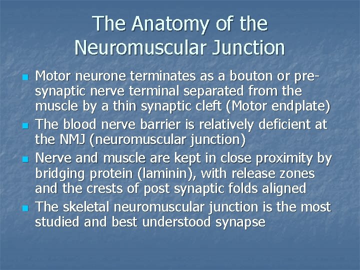 The Anatomy of the Neuromuscular Junction n n Motor neurone terminates as a bouton