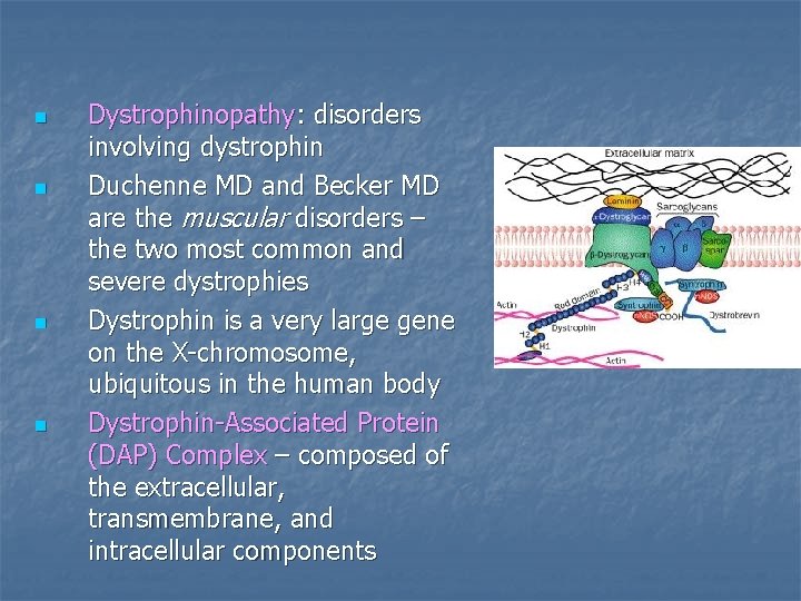 n n Dystrophinopathy: disorders involving dystrophin Duchenne MD and Becker MD are the muscular