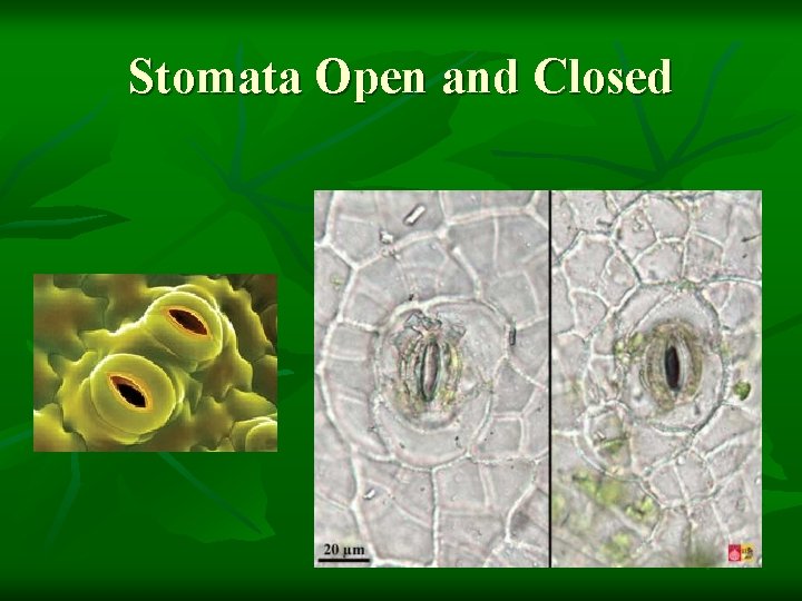 Stomata Open and Closed 