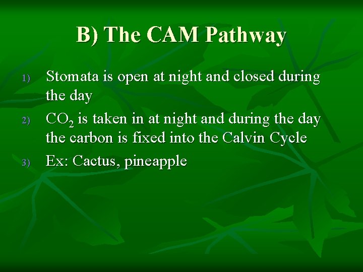 B) The CAM Pathway 1) 2) 3) Stomata is open at night and closed