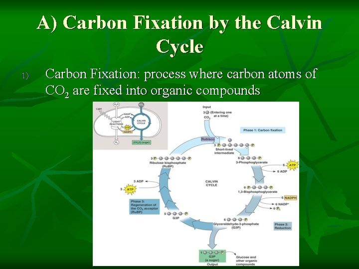 A) Carbon Fixation by the Calvin Cycle 1) Carbon Fixation: process where carbon atoms
