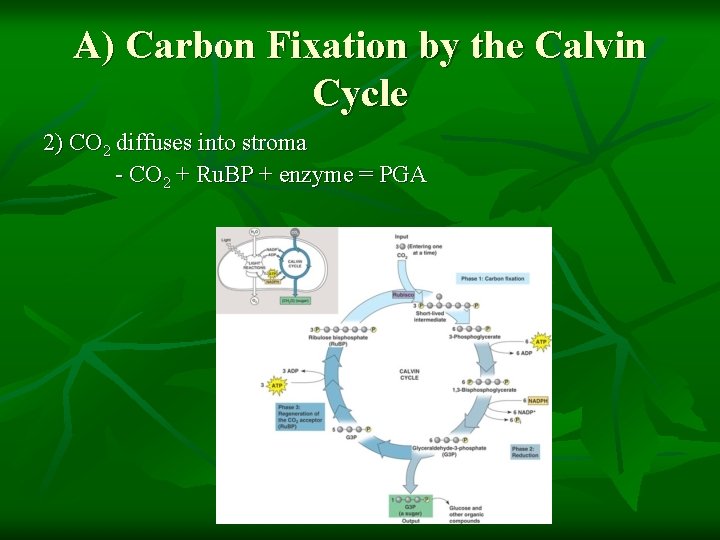 A) Carbon Fixation by the Calvin Cycle 2) CO 2 diffuses into stroma -