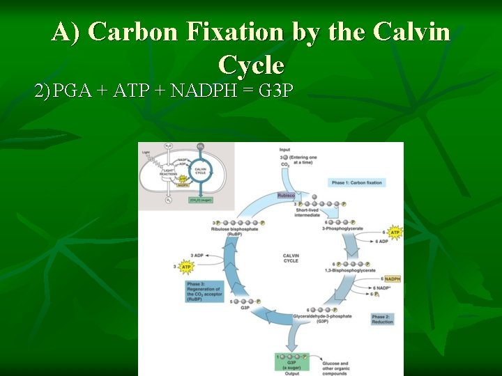 A) Carbon Fixation by the Calvin Cycle 2) PGA + ATP + NADPH =