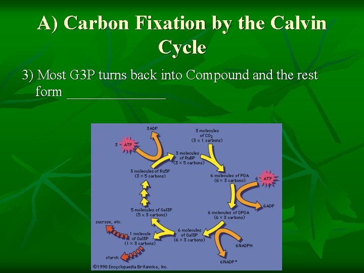 A) Carbon Fixation by the Calvin Cycle 3) Most G 3 P turns back