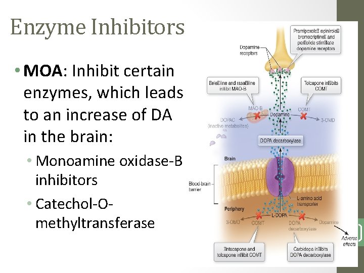 Enzyme Inhibitors • MOA: Inhibit certain enzymes, which leads to an increase of DA