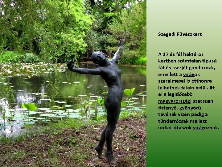 Szegedi Füvészkert A 17 és fél hektáros kertben számtalan típusú fát és cserjét gondoznak,