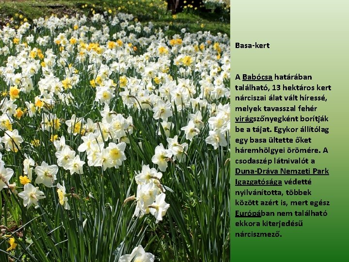 Basa-kert A Babócsa határában található, 13 hektáros kert nárciszai álat vált híressé, melyek tavasszal