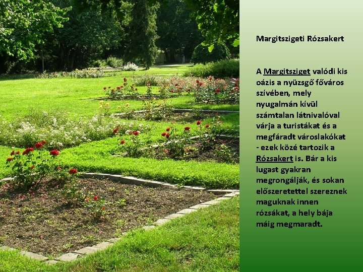 Margitszigeti Rózsakert A Margitsziget valódi kis oázis a nyüzsgő főváros szívében, mely nyugalmán kívül