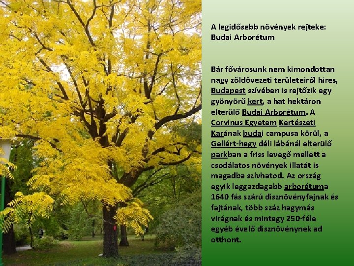A legidősebb növények rejteke: Budai Arborétum Bár fővárosunk nem kimondottan nagy zöldövezeti területeiről híres,