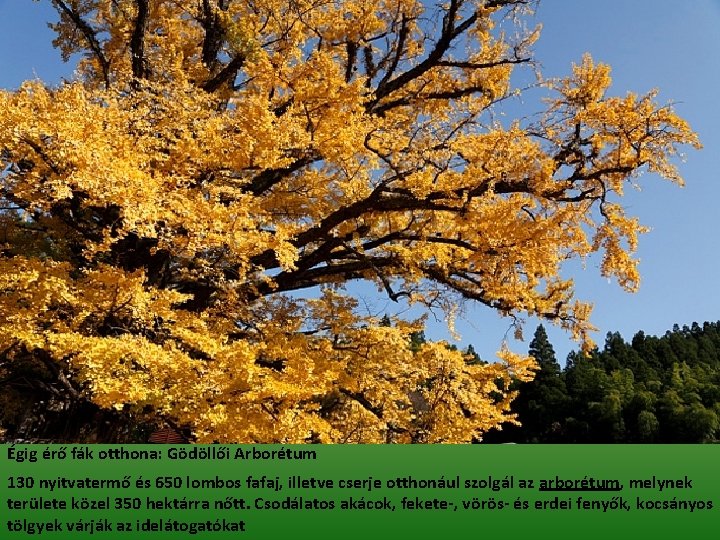 Égig érő fák otthona: Gödöllői Arborétum 130 nyitvatermő és 650 lombos fafaj, illetve cserje