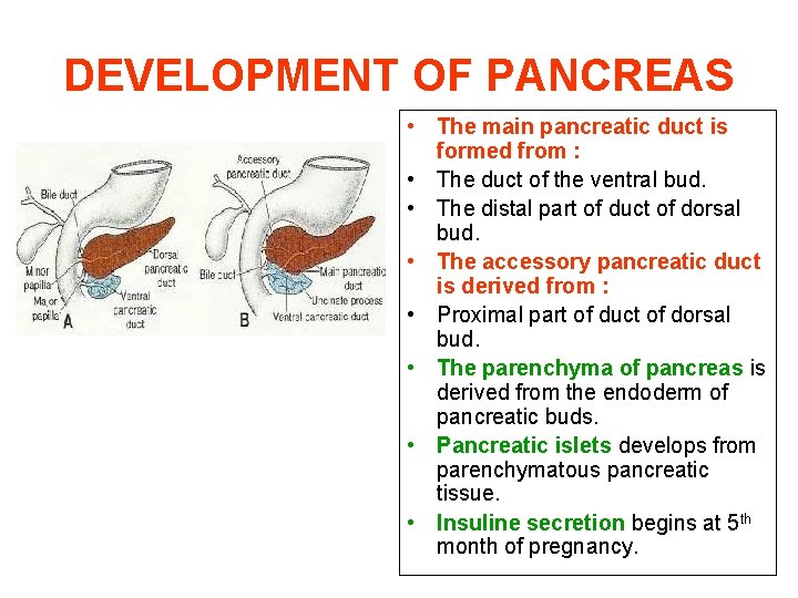 DEVELOPMENT OF PANCREAS • The main pancreatic duct is formed from : • The