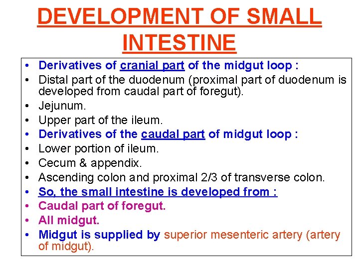 DEVELOPMENT OF SMALL INTESTINE • Derivatives of cranial part of the midgut loop :