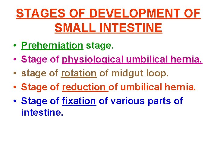 STAGES OF DEVELOPMENT OF SMALL INTESTINE • • • Preherniation stage. Stage of physiological