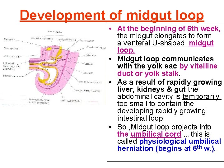 Development of midgut loop • At the beginning of 6 th week, the midgut