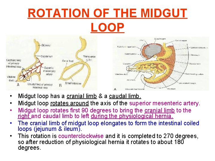 ROTATION OF THE MIDGUT LOOP • Midgut loop has a cranial limb & a