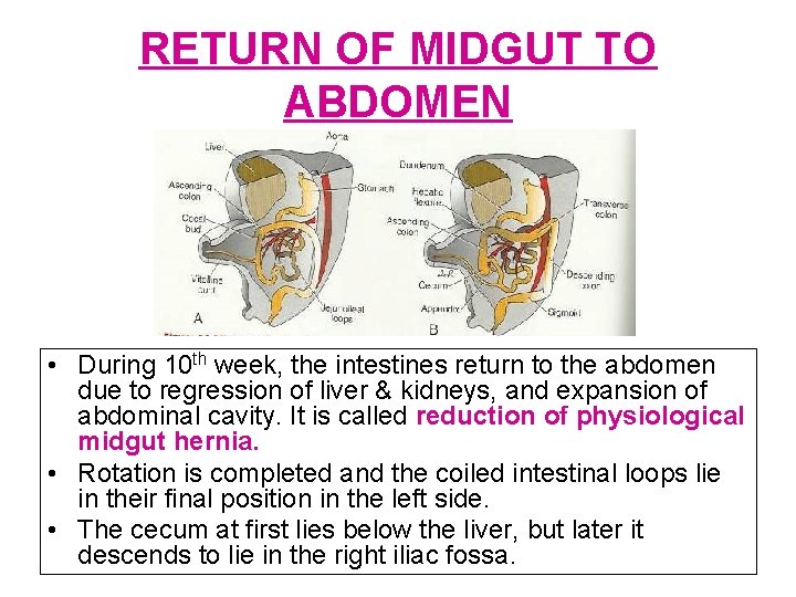 RETURN OF MIDGUT TO ABDOMEN • During 10 th week, the intestines return to