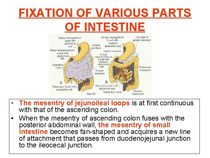 FIXATION OF VARIOUS PARTS OF INTESTINE • The mesentry of jejunoileal loops is at