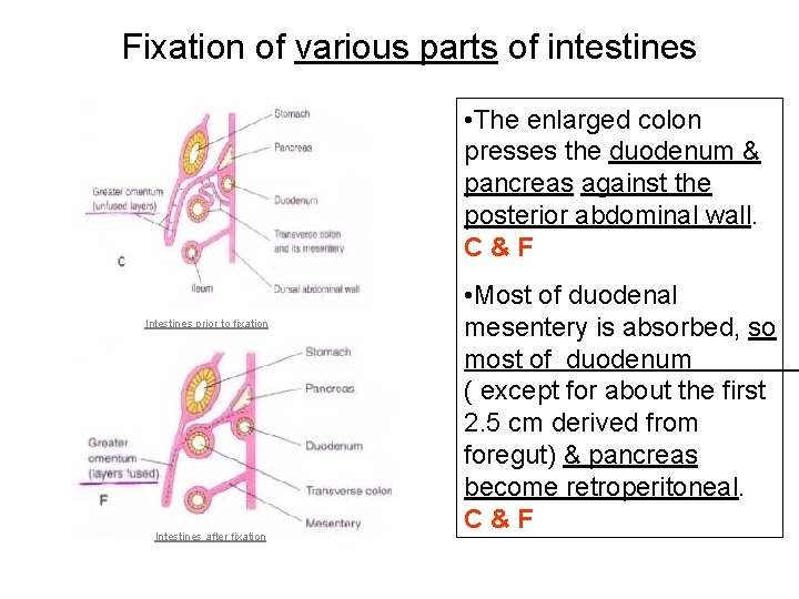 Fixation of various parts of intestines • The enlarged colon presses the duodenum &