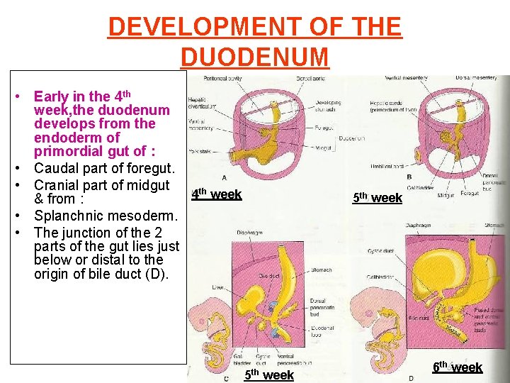 DEVELOPMENT OF THE DUODENUM • Early in the 4 th week, the duodenum develops