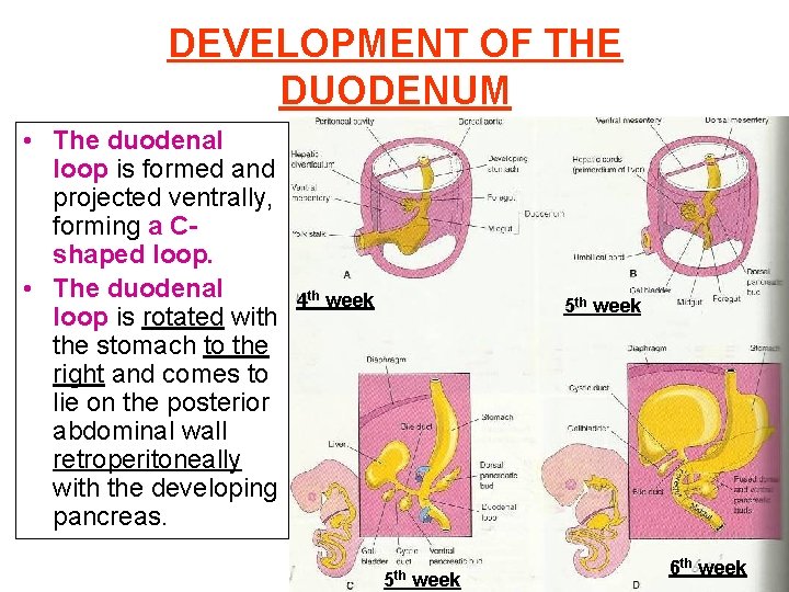 DEVELOPMENT OF THE DUODENUM • The duodenal loop is formed and projected ventrally, forming