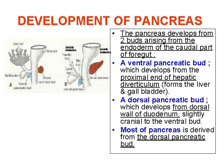 DEVELOPMENT OF PANCREAS Ventral mesentry Dorsal mesentry • The pancreas develops from 2 buds