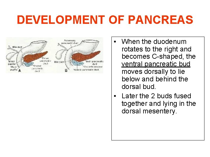 DEVELOPMENT OF PANCREAS • When the duodenum rotates to the right and becomes C-shaped,