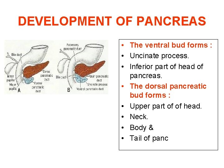 DEVELOPMENT OF PANCREAS • The ventral bud forms : • Uncinate process. • Inferior