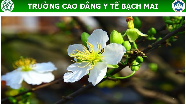 TRƯỜNG CAO ĐẲNG Y TẾ BẠCH MAI 1 