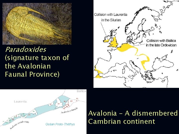 Paradoxides (signature taxon of the Avalonian Faunal Province) Avalonia – A dismembered Cambrian continent