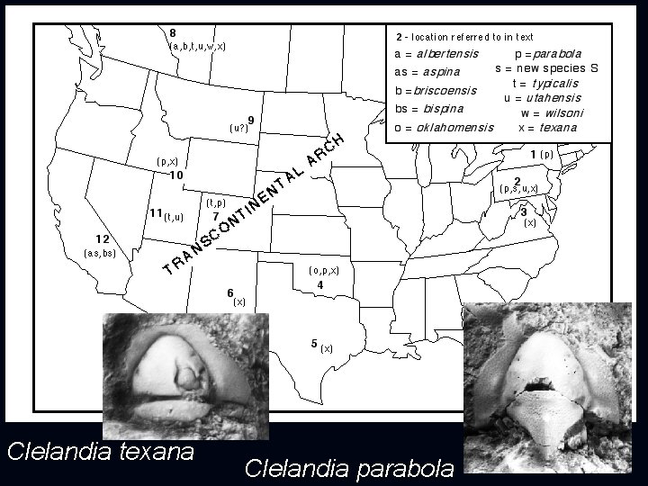 Clelandia texana Clelandia parabola 