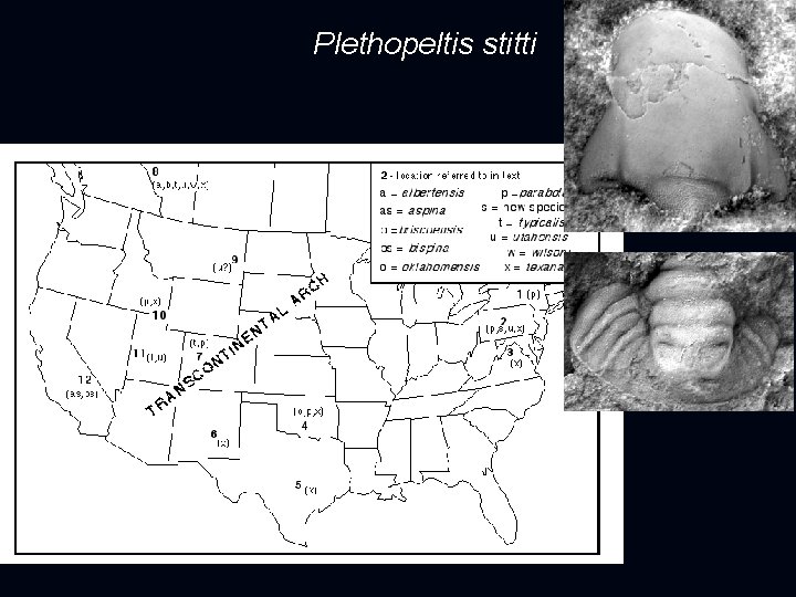 Plethopeltis stitti 