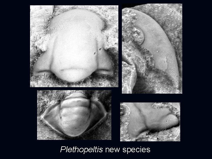 Plethopeltis new species 