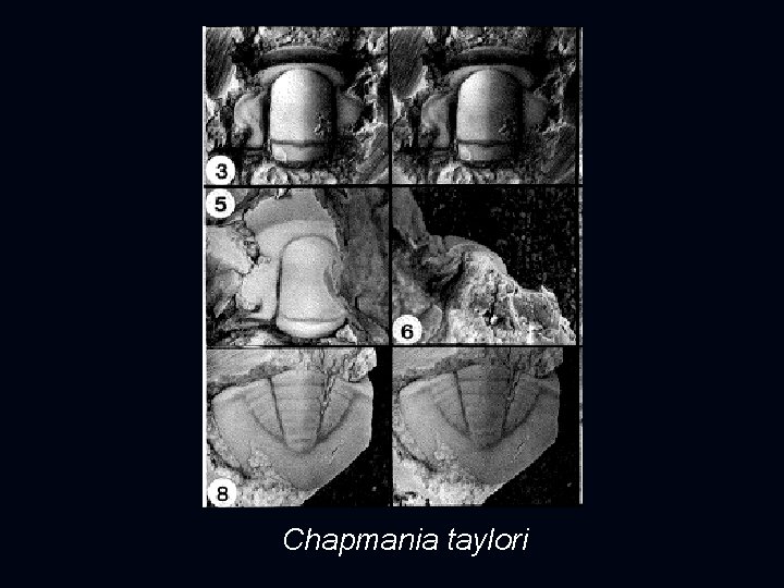 Chapmania taylori 