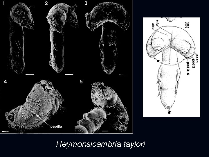 Heymonsicambria taylori 