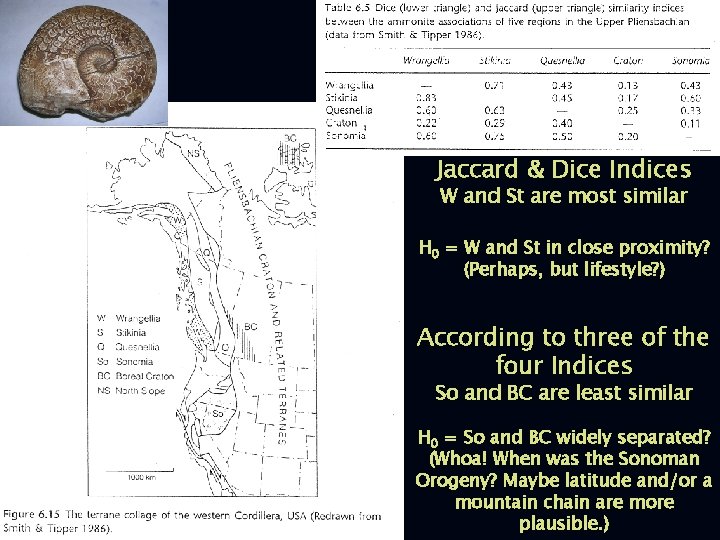 Jaccard & Dice Indices W and St are most similar H 0 = W