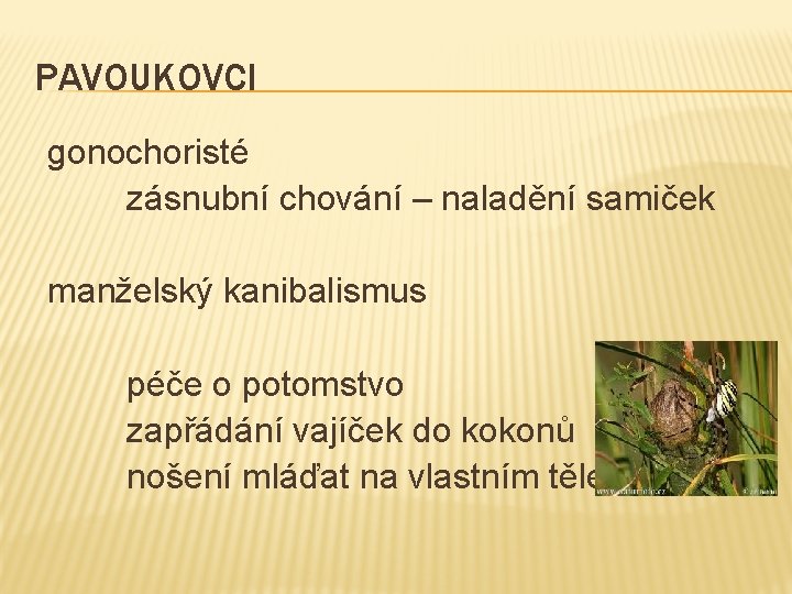 PAVOUKOVCI gonochoristé zásnubní chování – naladění samiček manželský kanibalismus péče o potomstvo zapřádání vajíček