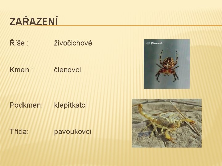 ZAŘAZENÍ Říše : živočichové Kmen : členovci Podkmen: klepítkatci Třída: pavoukovci 