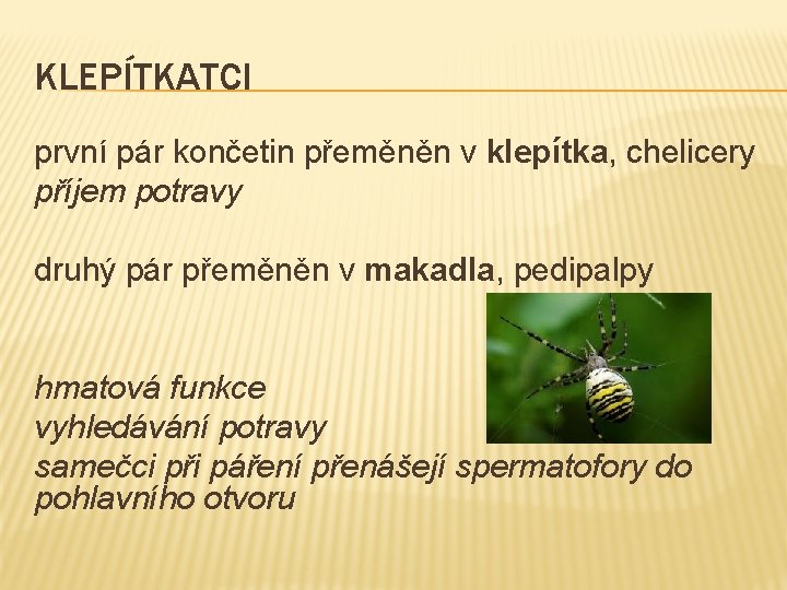 KLEPÍTKATCI první pár končetin přeměněn v klepítka, chelicery příjem potravy druhý pár přeměněn v