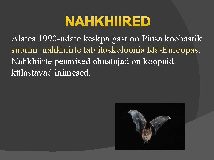 NAHKHIIRED Alates 1990 -ndate keskpaigast on Piusa koobastik suurim nahkhiirte talvituskoloonia Ida-Euroopas. Nahkhiirte peamised