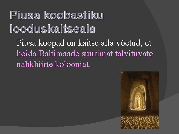 Piusa koobastiku looduskaitseala Piusa koopad on kaitse alla võetud, et hoida Baltimaade suurimat talvituvate