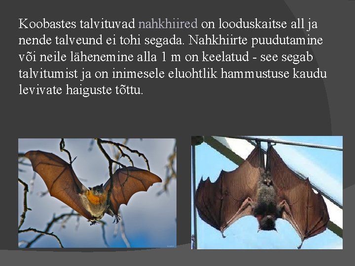 Koobastes talvituvad nahkhiired on looduskaitse all ja nende talveund ei tohi segada. Nahkhiirte puudutamine