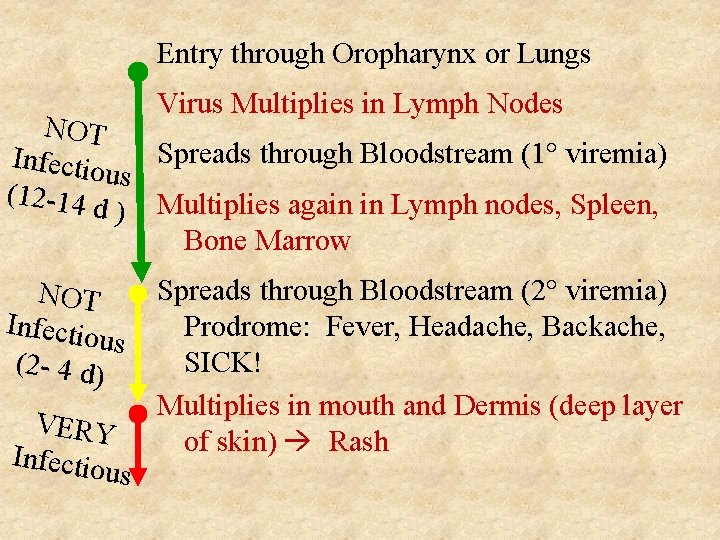 Entry through Oropharynx or Lungs Virus Multiplies in Lymph Nodes NOT Spreads through Bloodstream