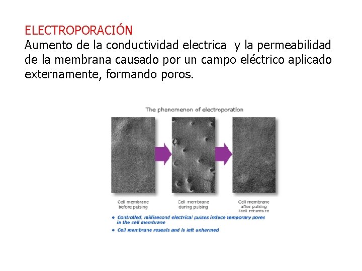 ELECTROPORACIÓN Aumento de la conductividad electrica y la permeabilidad de la membrana causado por