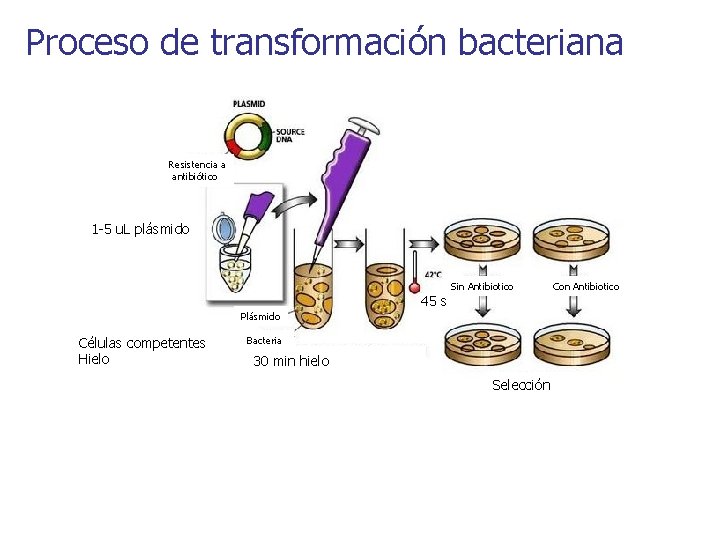 Proceso de transformación bacteriana Resistencia a antibiótico 1 -5 u. L plásmido 45 s