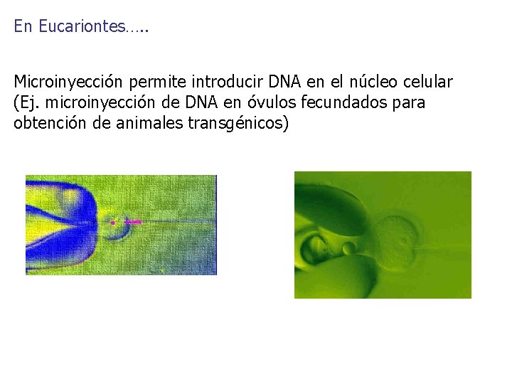 En Eucariontes…. . Microinyección permite introducir DNA en el núcleo celular (Ej. microinyección de