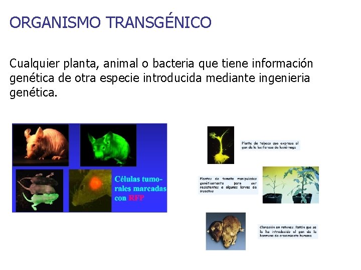 ORGANISMO TRANSGÉNICO Cualquier planta, animal o bacteria que tiene información genética de otra especie