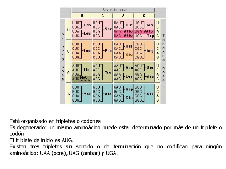 Está organizado en tripletes o codones Es degenerado: un mismo aminoácido puede estar determinado